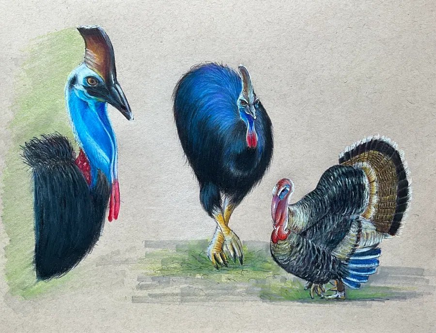 Ballpoint pen and coloured pencil study on grey paper of two cassowaries with blue necks and red wattles, beside a turkey with its tail fanned.