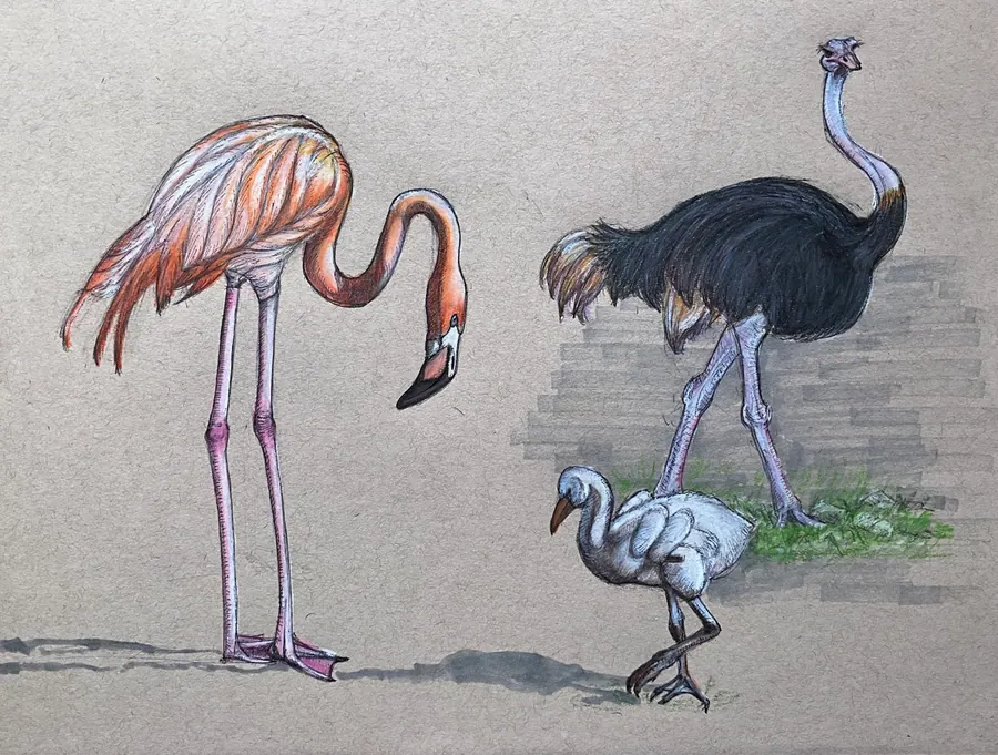Ballpoint pen and coloured pencil study on grey paper of a pink flamingo, a black ostrich, and a smaller pale wading bird.