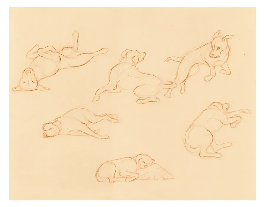 Sheet of loose sanguine line studies of a dog in seven positions, sleeping, stretching, rolling, and sitting up.