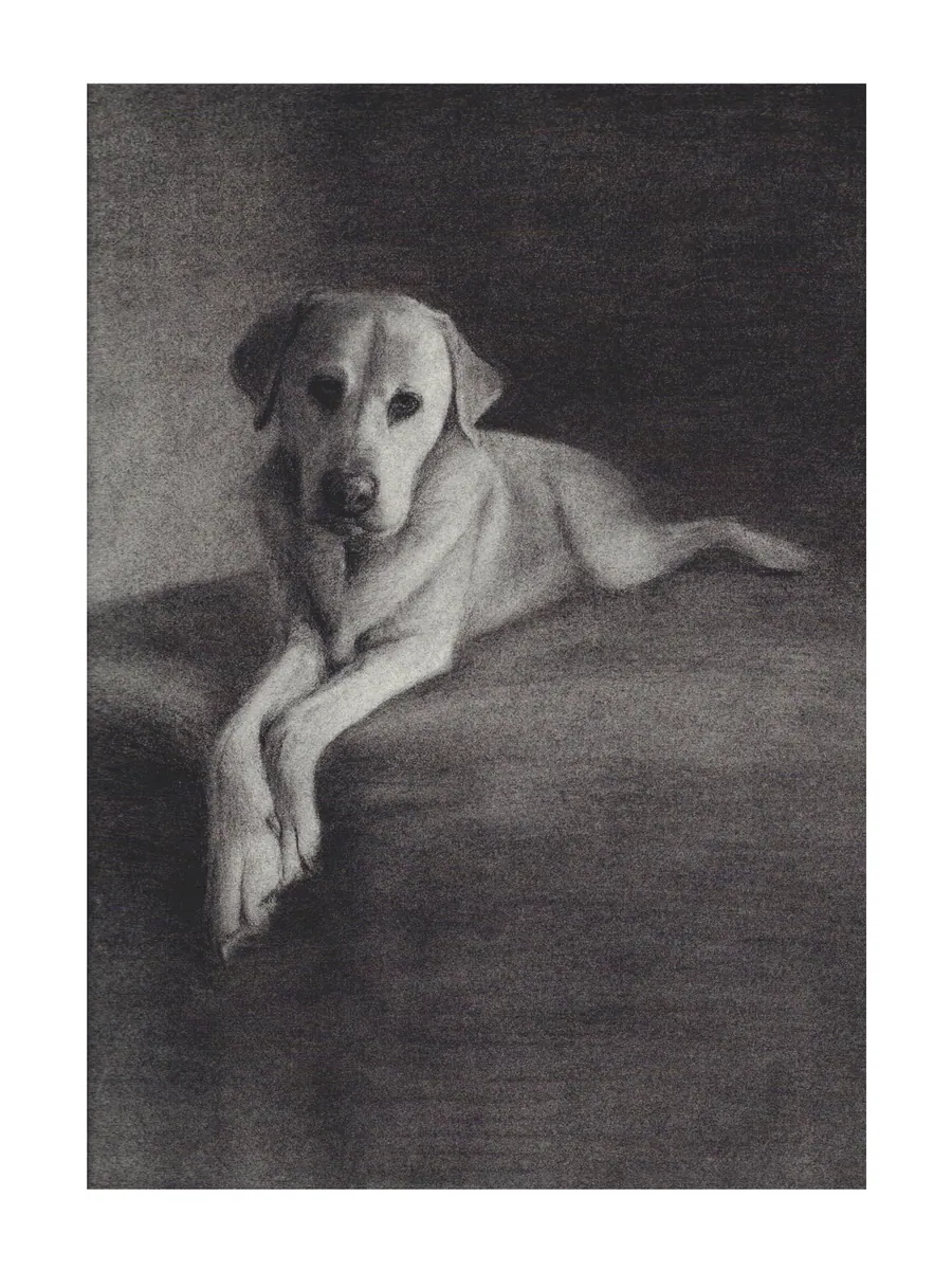 Charcoal portrait of a Labrador lying with front paws crossed, head raised, against a deep dark ground.
