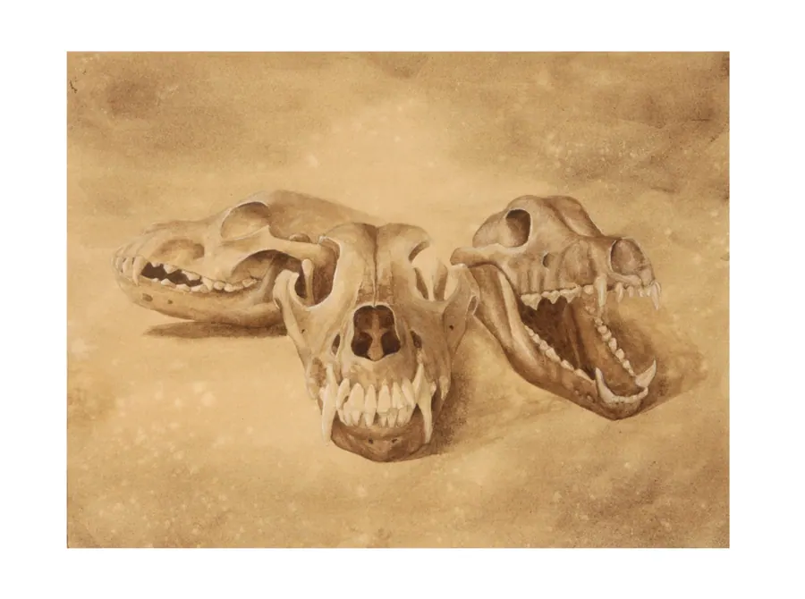 Watercolour study of two canine skulls on a warm sepia ground, one in three-quarter view and one in profile with the jaw open.