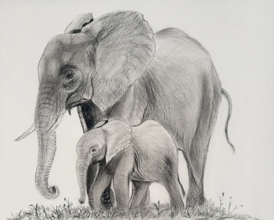 Charcoal drawing of an adult elephant standing over her calf, their trunks and bodies overlapping in the grass.